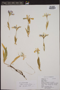 Iris cristata image