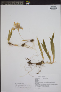 Iris cristata image