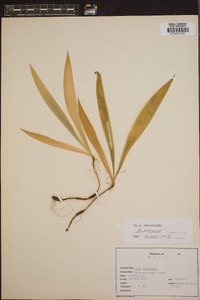 Iris cristata image