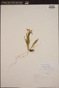 Iris cristata image