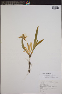 Iris cristata image