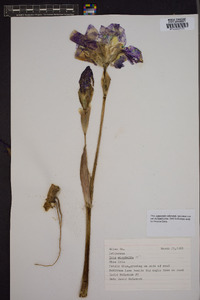 Iris virginica image