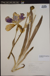 Iris virginica image