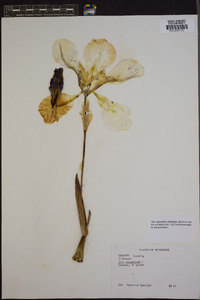 Iris savannarum image