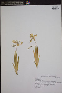 Iris verna image