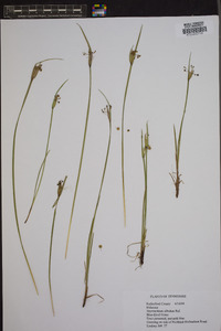 Sisyrinchium albidum image