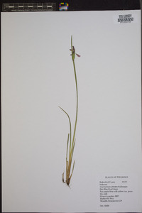 Sisyrinchium albidum image