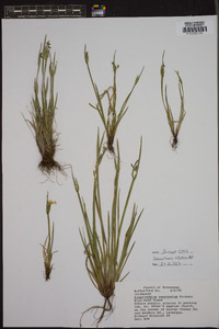 Sisyrinchium albidum image