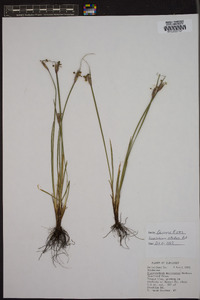 Sisyrinchium albidum image