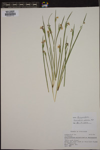 Sisyrinchium albidum image