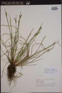 Sisyrinchium albidum image