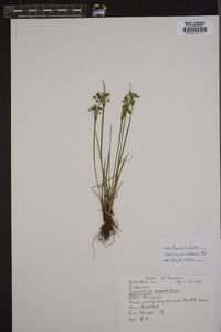 Sisyrinchium albidum image