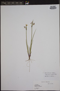 Sisyrinchium albidum image