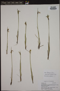 Sisyrinchium albidum image