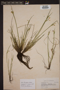 Sisyrinchium albidum image