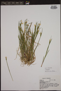 Sisyrinchium albidum image