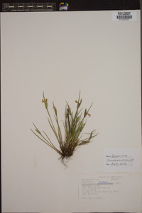 Sisyrinchium albidum image