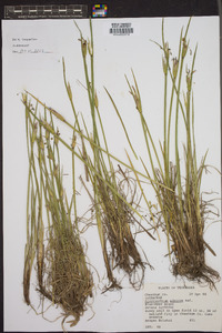 Sisyrinchium albidum image