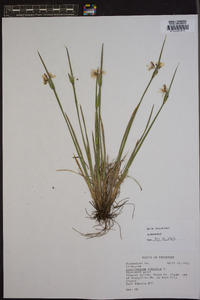 Sisyrinchium albidum image