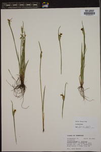 Sisyrinchium albidum image