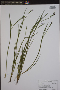 Sisyrinchium angustissimum image