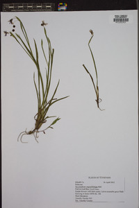 Sisyrinchium angustissimum image