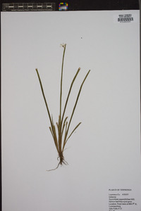 Sisyrinchium angustissimum image