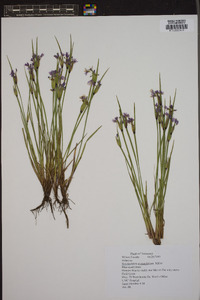 Sisyrinchium angustissimum image