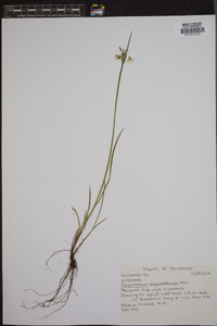 Sisyrinchium angustissimum image