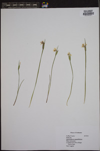 Sisyrinchium angustissimum image