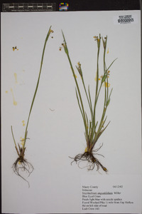 Sisyrinchium angustissimum image