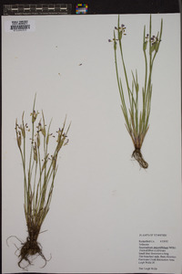 Sisyrinchium angustissimum image