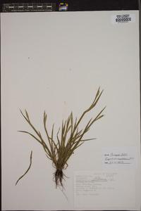 Sisyrinchium angustissimum image