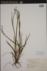 Sisyrinchium angustissimum image