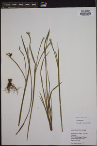 Sisyrinchium angustissimum image