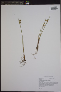 Sisyrinchium mucronatum image