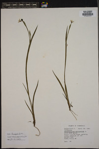 Sisyrinchium mucronatum image