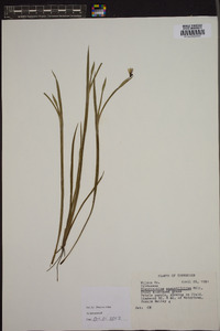 Sisyrinchium mucronatum image