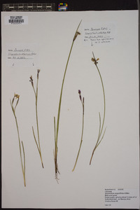 Sisyrinchium atlanticum image