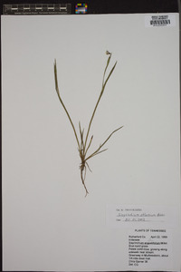 Sisyrinchium atlanticum image