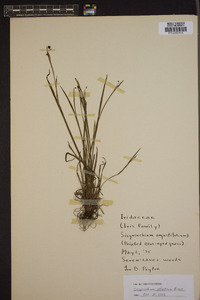 Sisyrinchium atlanticum image