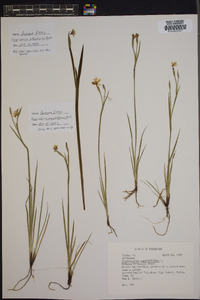 Sisyrinchium atlanticum image