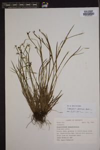 Sisyrinchium atlanticum image