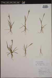 Sisyrinchium atlanticum image