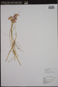 Allium canadense var. mobilense image