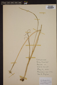 Allium canadense var. canadense image