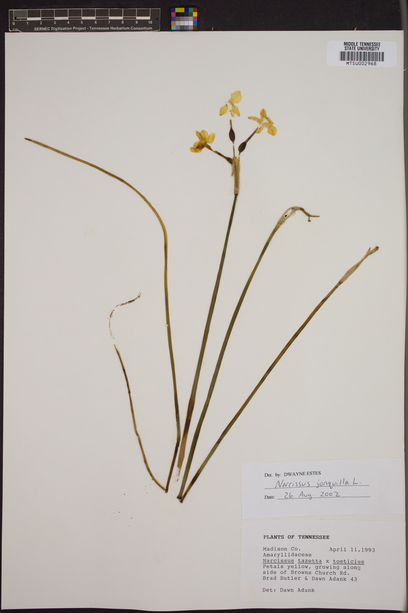 Narcissus tazetta image