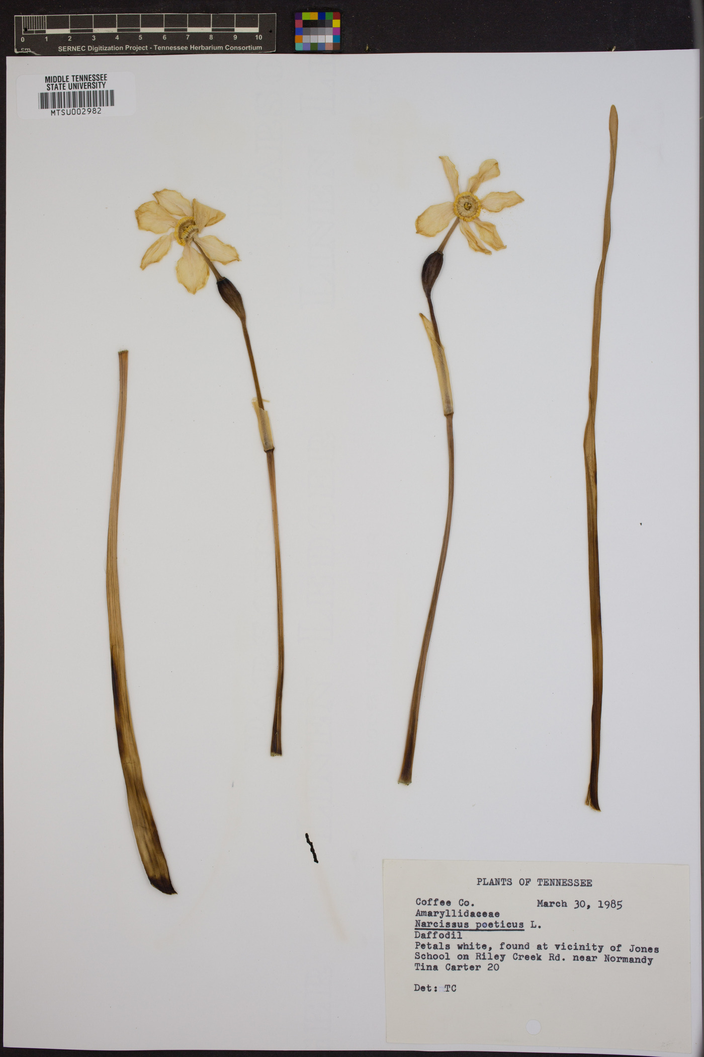 Narcissus poeticus image