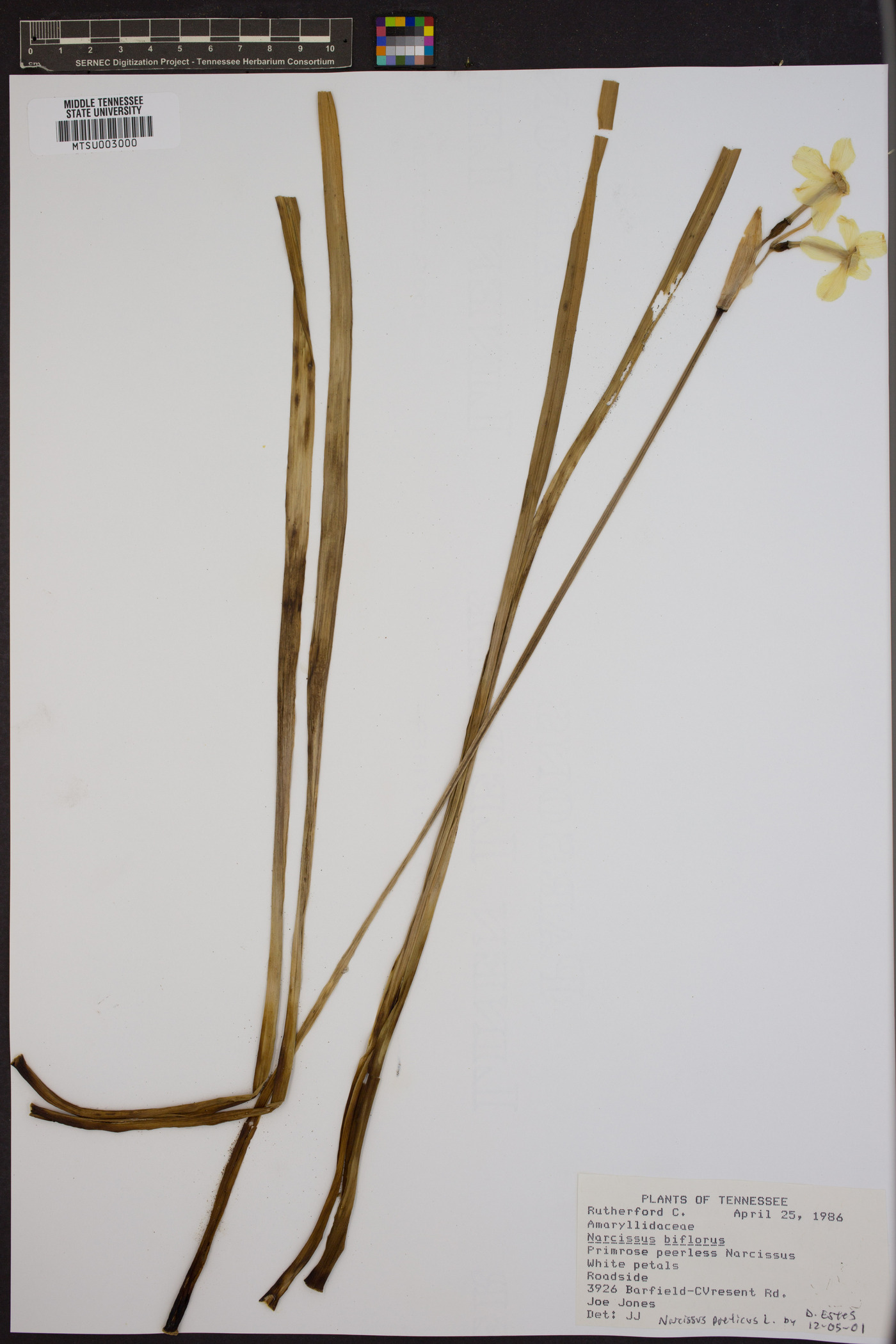 Narcissus biflorus image