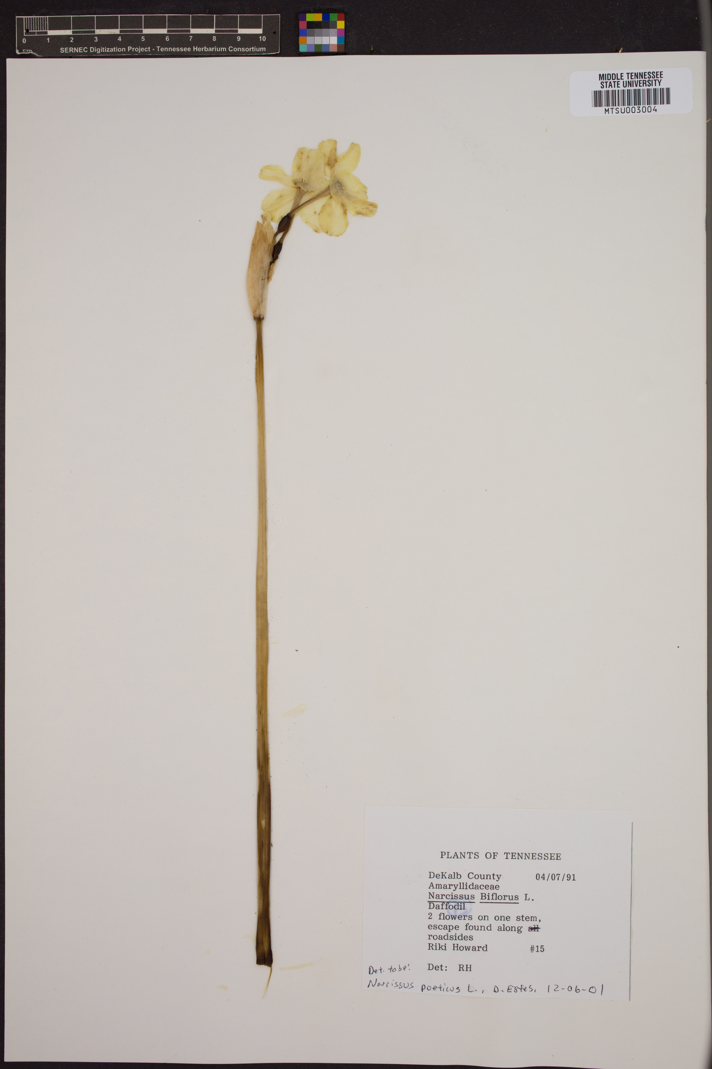 Narcissus biflorus image